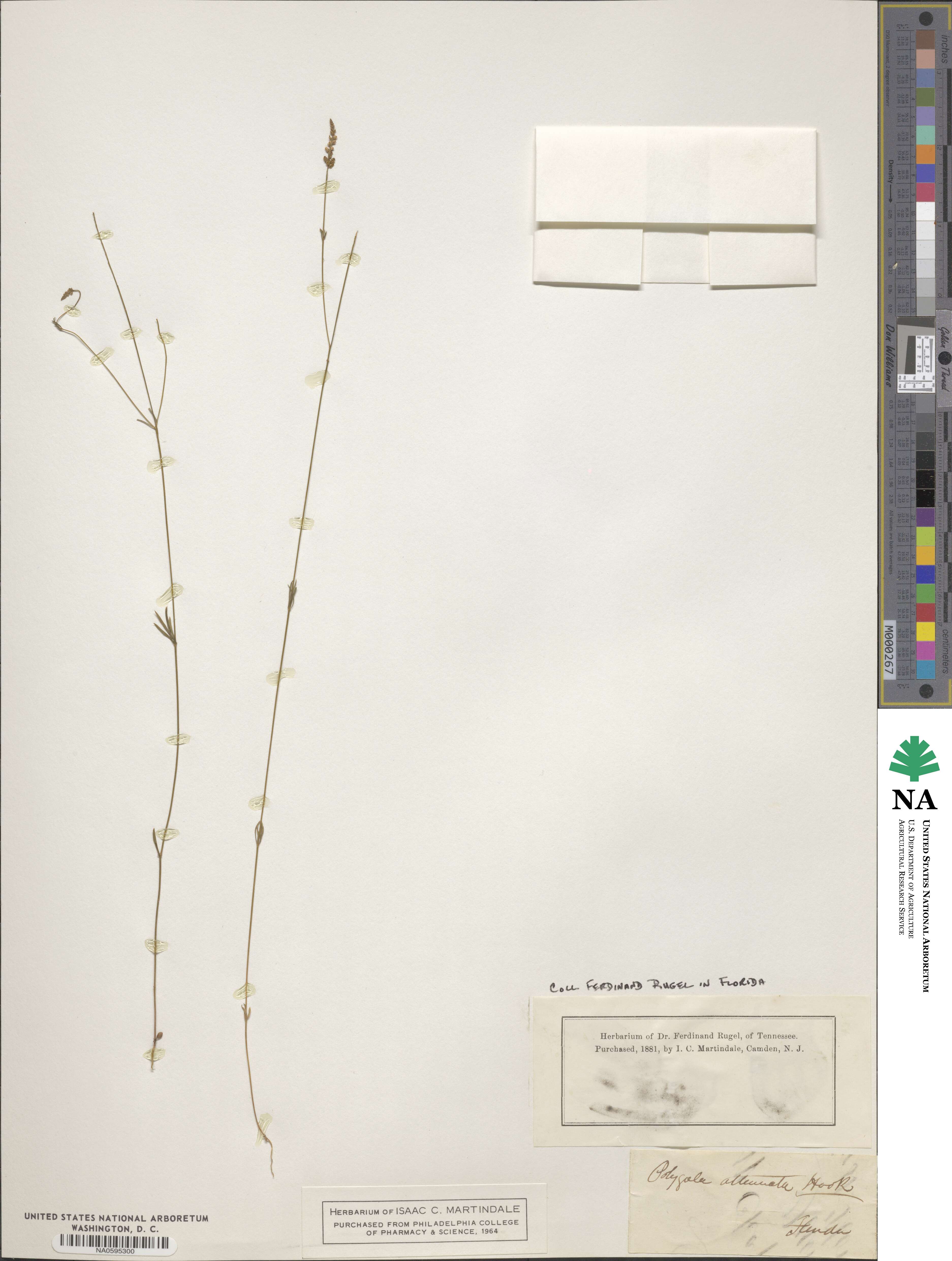 Polygala attenuata image