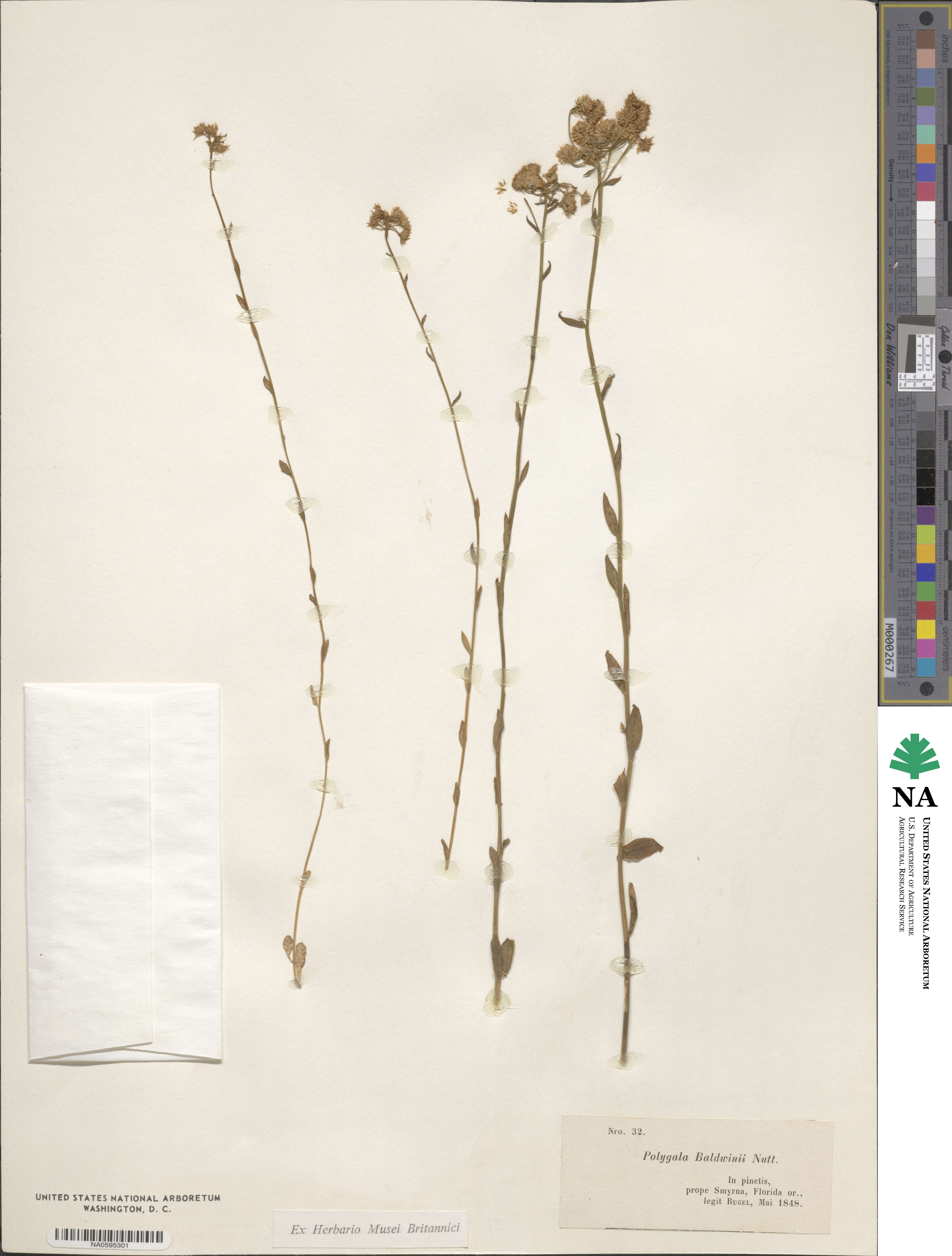 Polygalaceae image