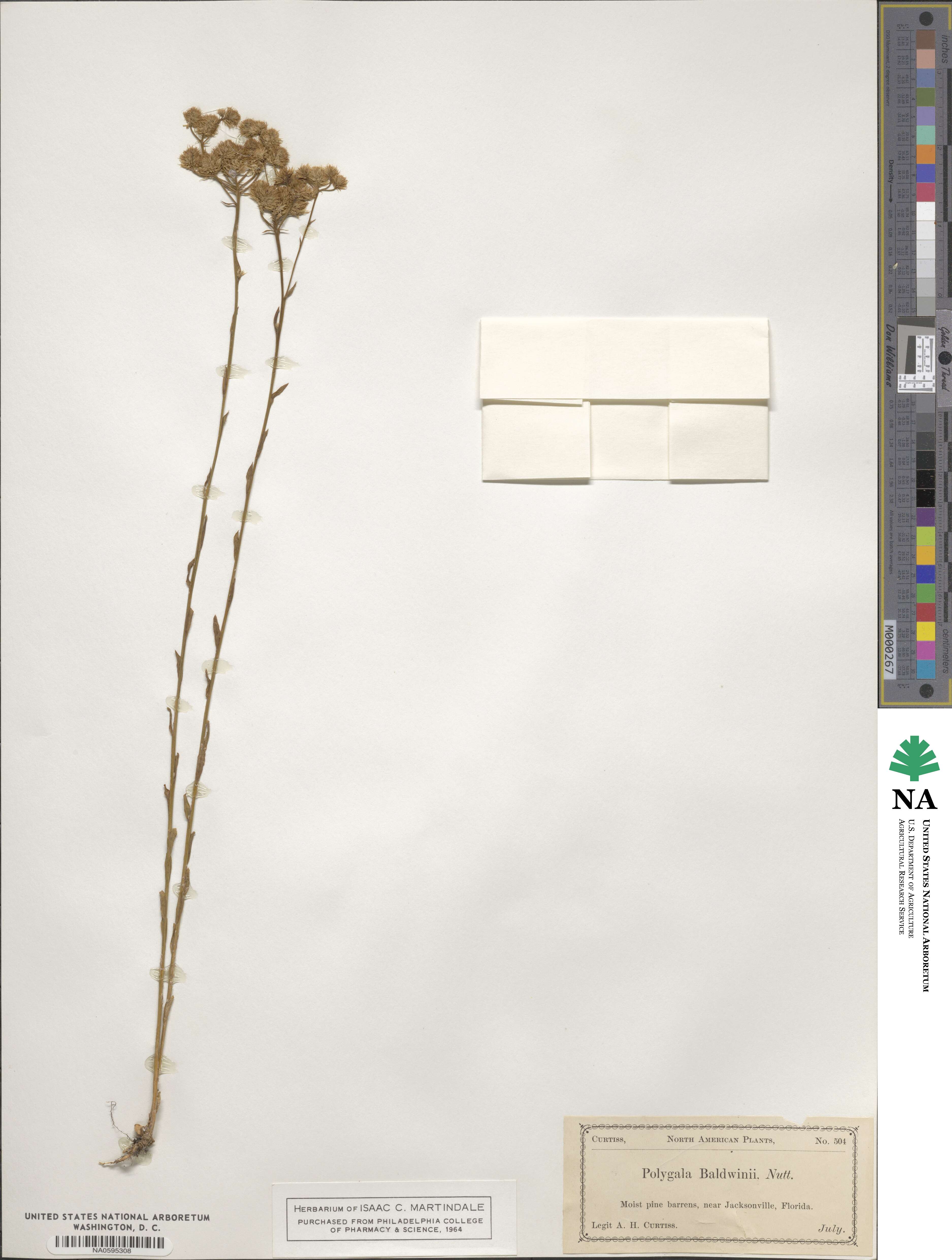 Polygala baldwinii image