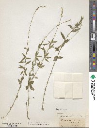 Image of Polygala bicolor
