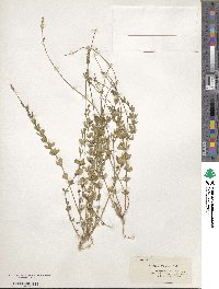 Image of Polygala boykinii