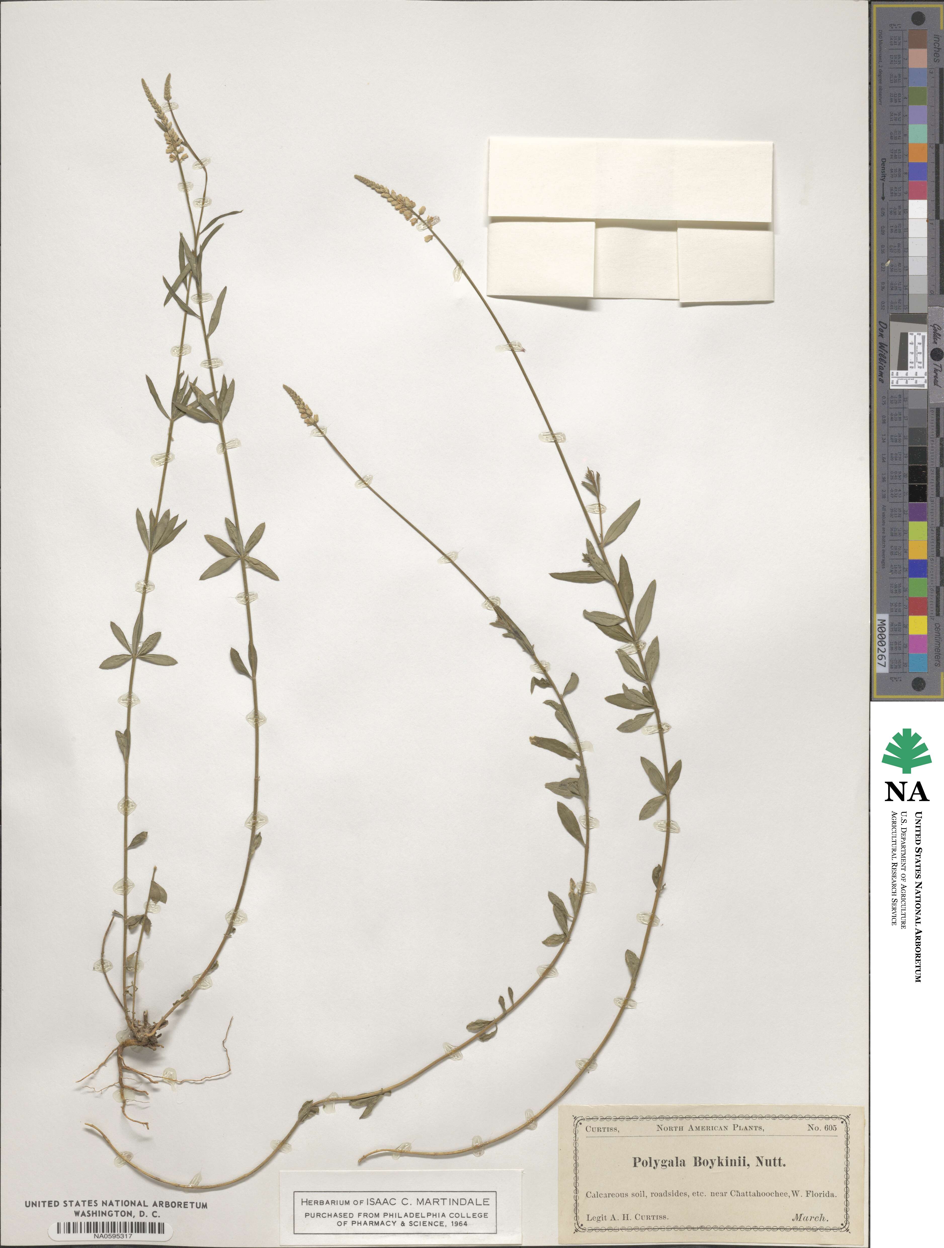 Polygala boykinii image