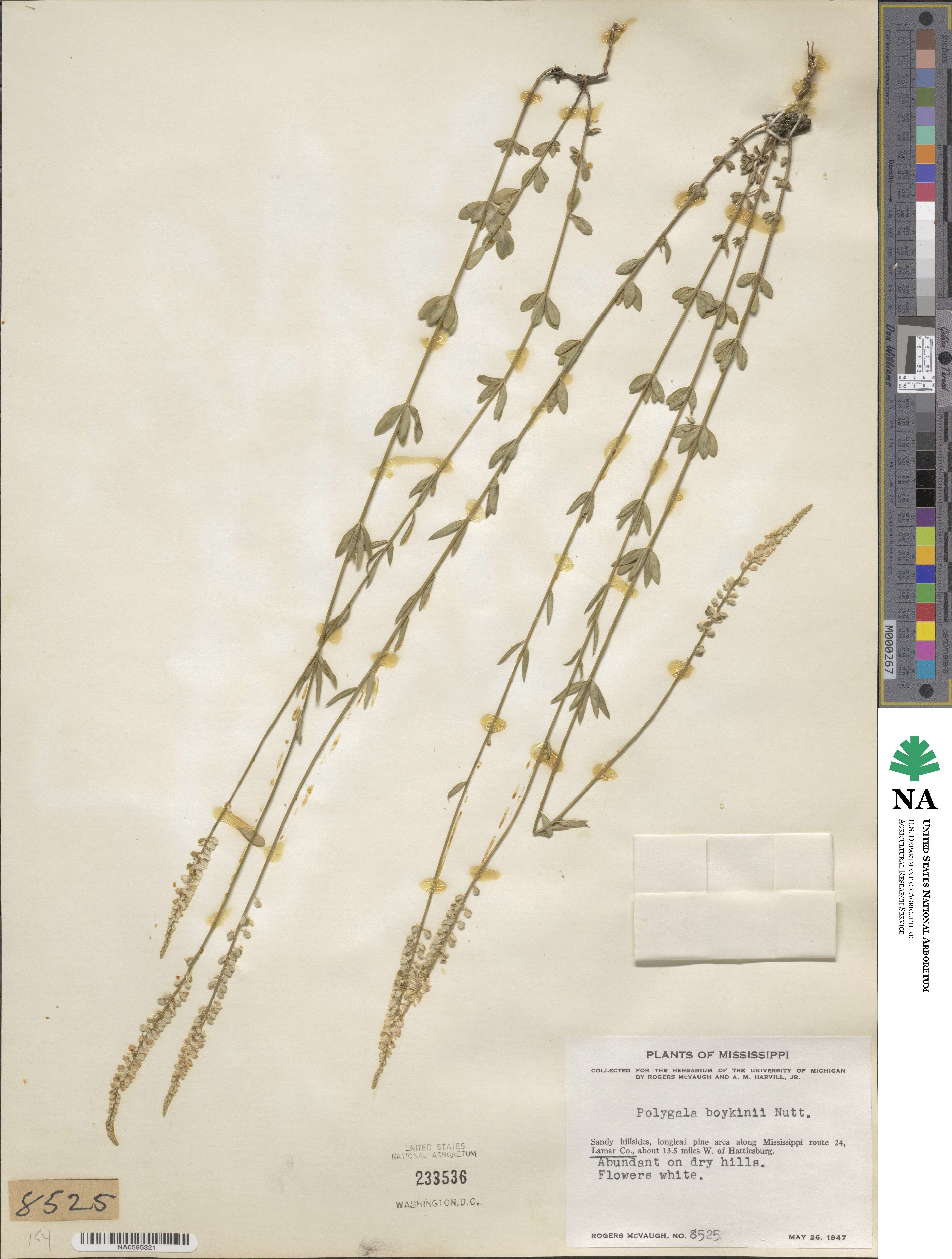 Polygala boykinii image