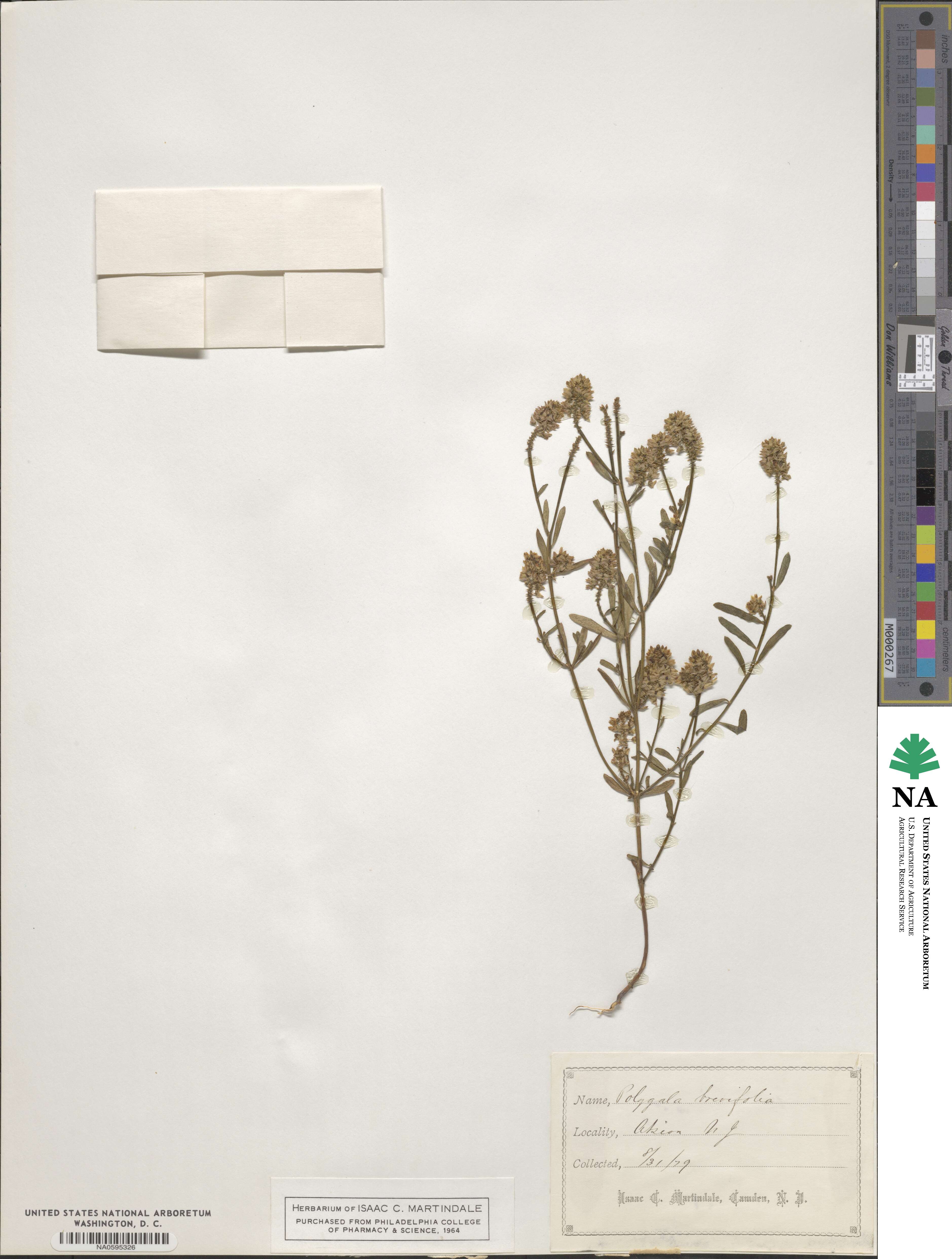 Polygala brevifolia image
