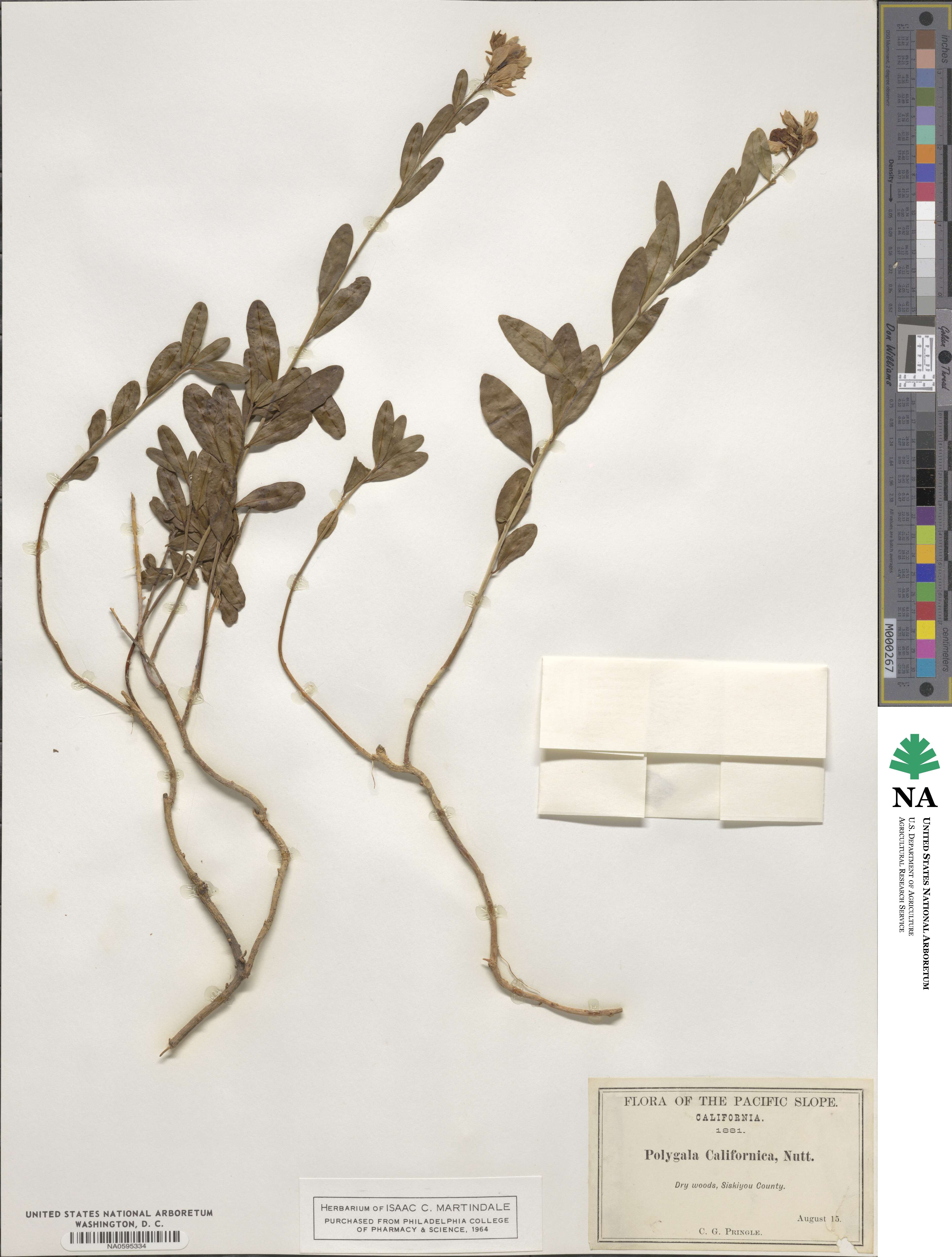 Rhinotropis californica image