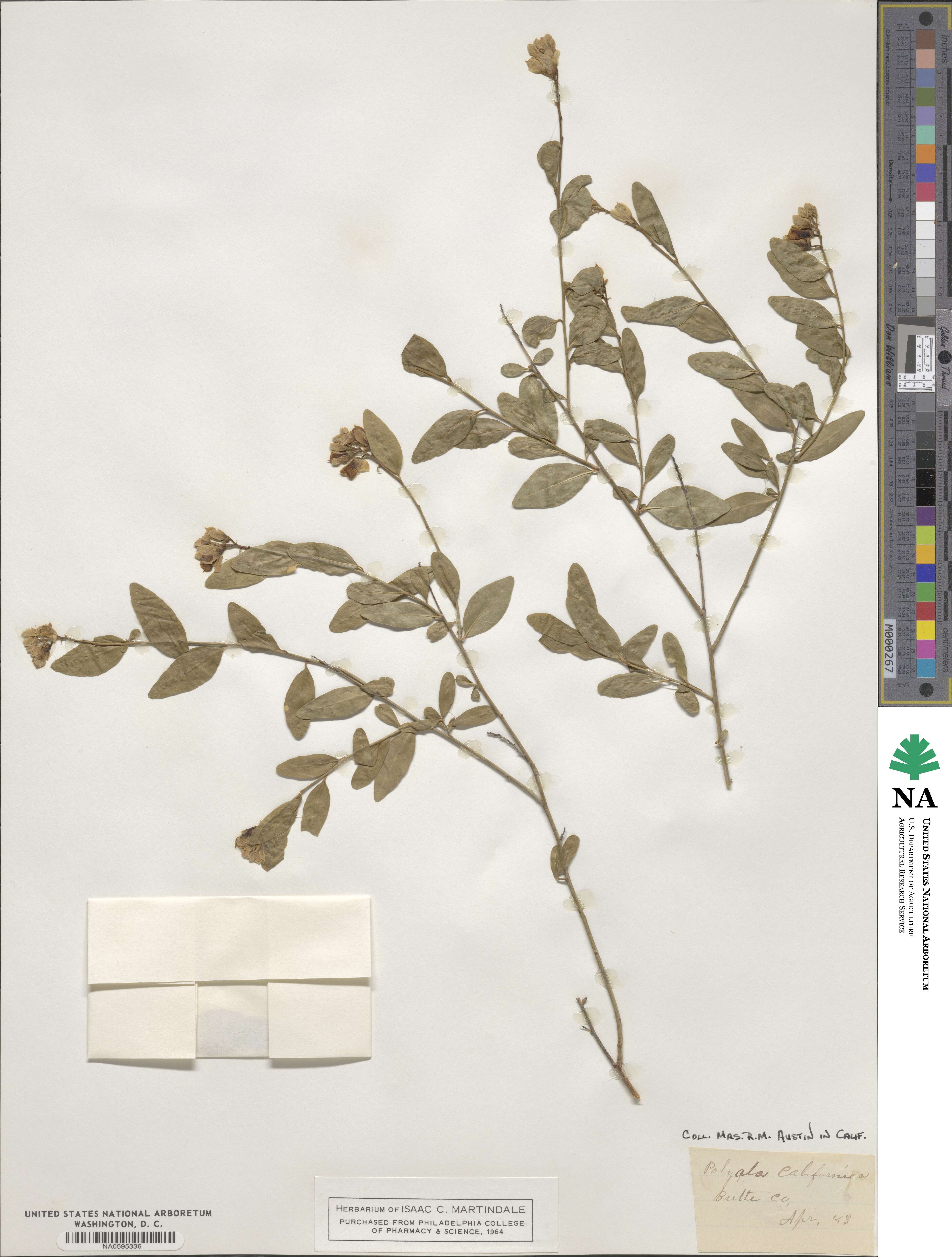 Rhinotropis californica image