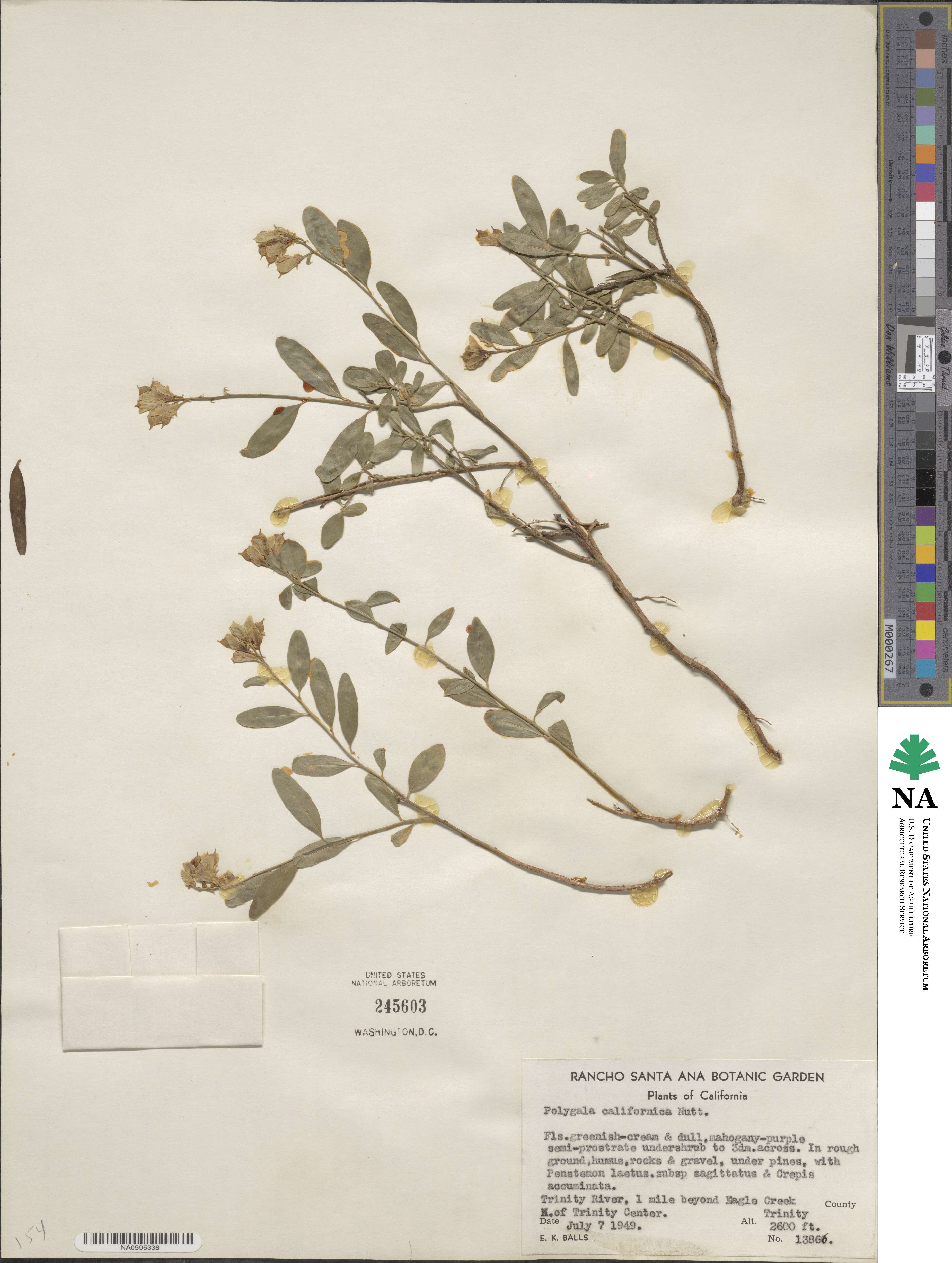 Rhinotropis californica image