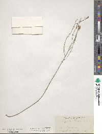 Image of Polygala chapmanii