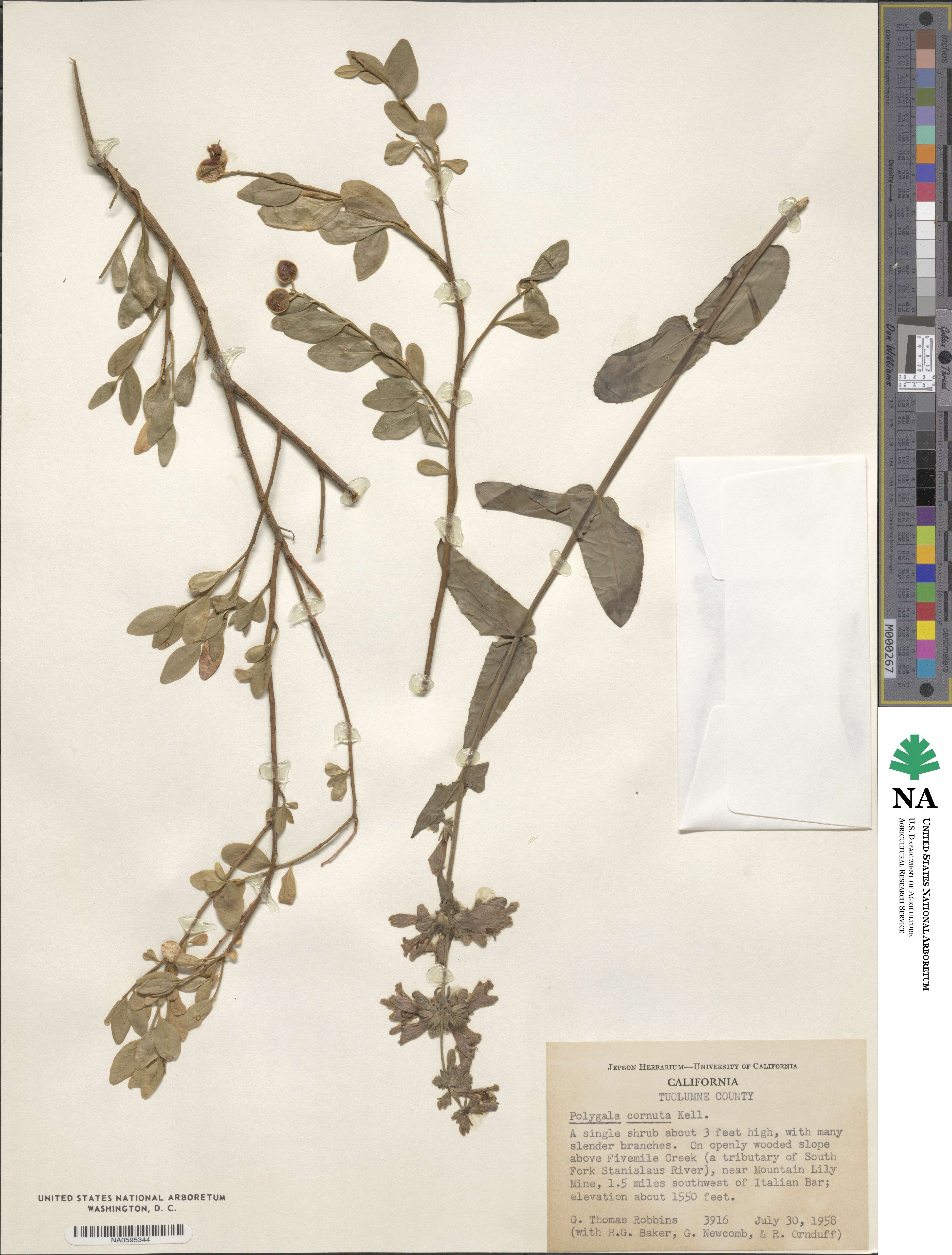 Rhinotropis cornuta image