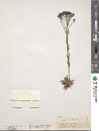 Image of Polygala corymbosa