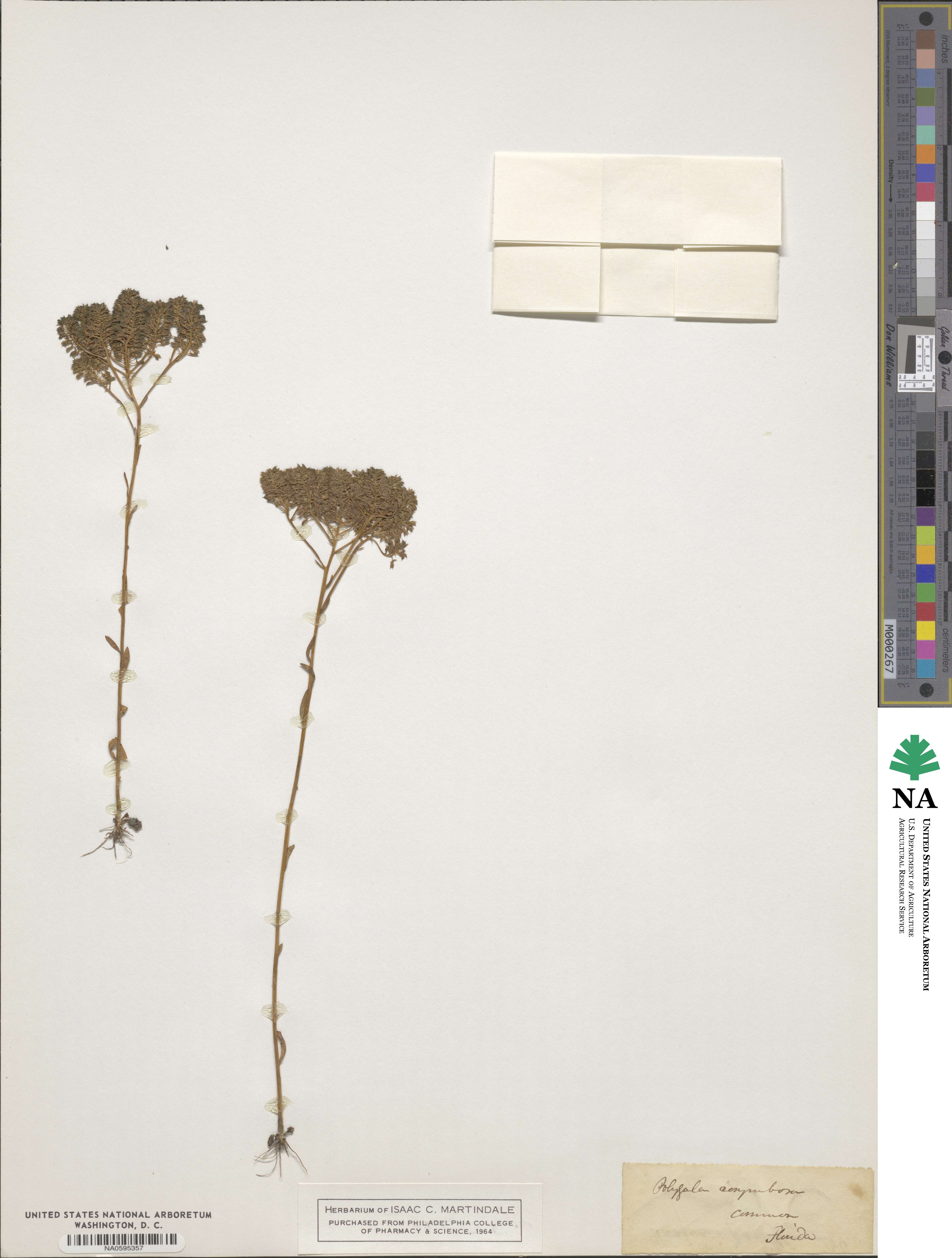 Polygala corymbosa image