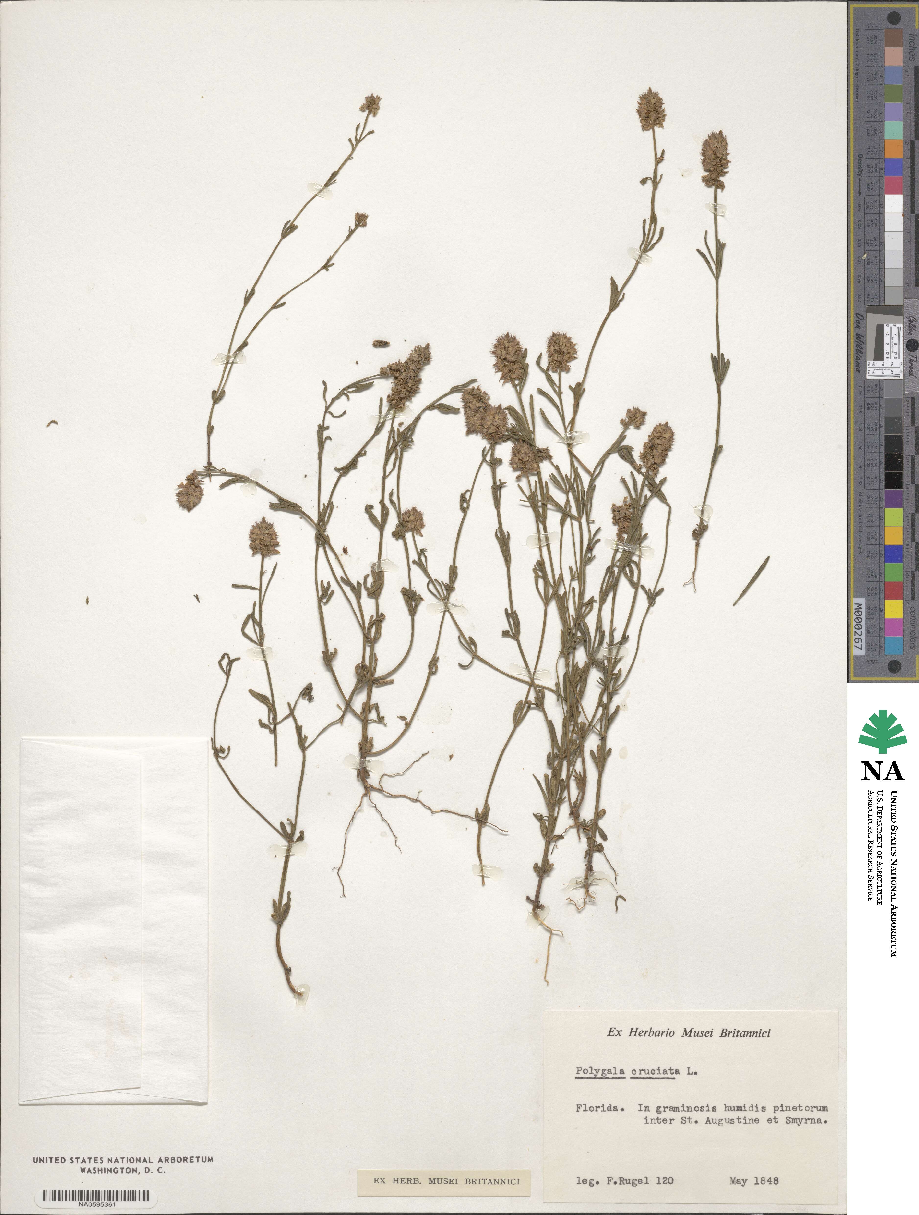 Polygala cruciata image