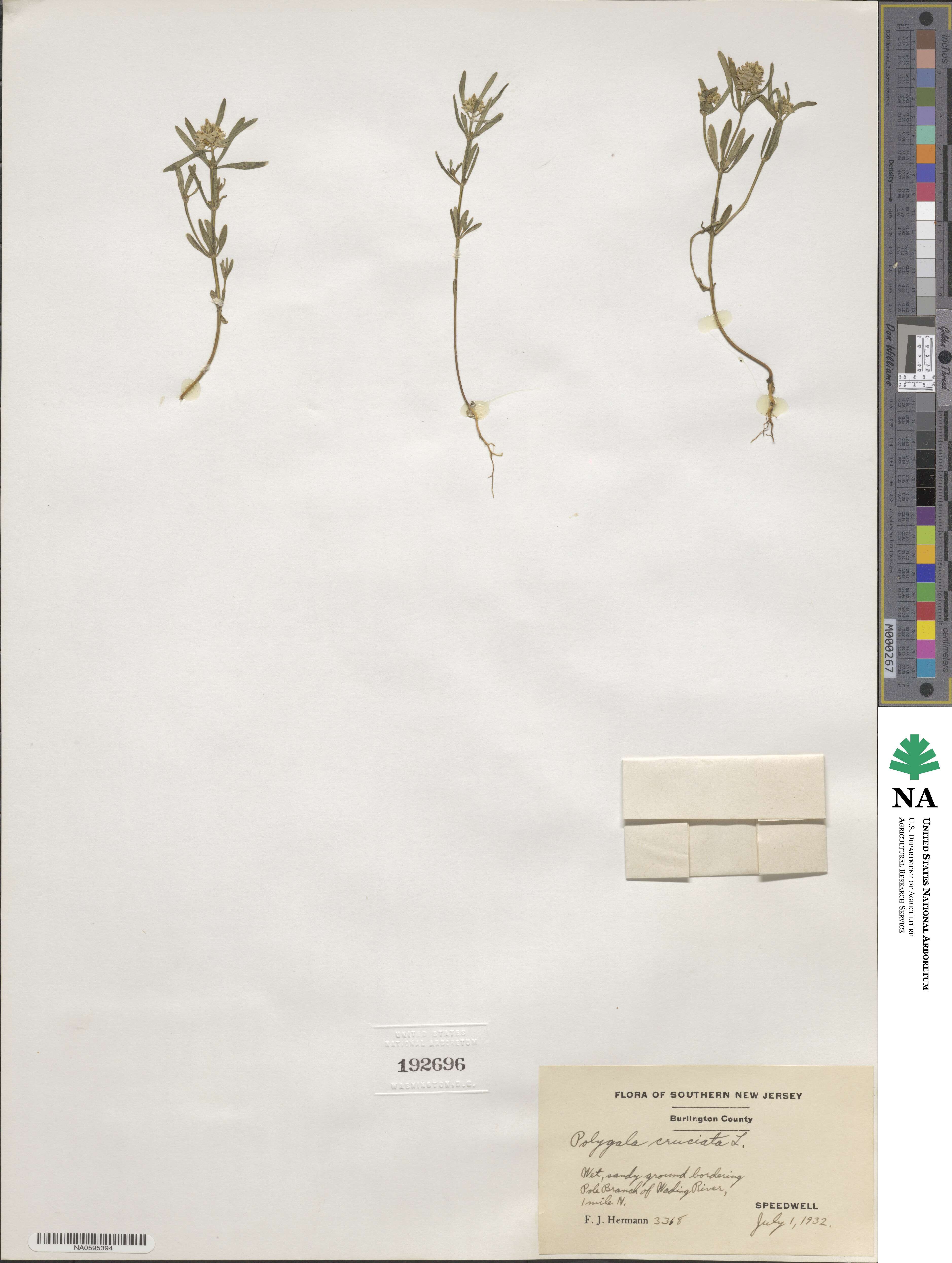 Polygala cruciata image