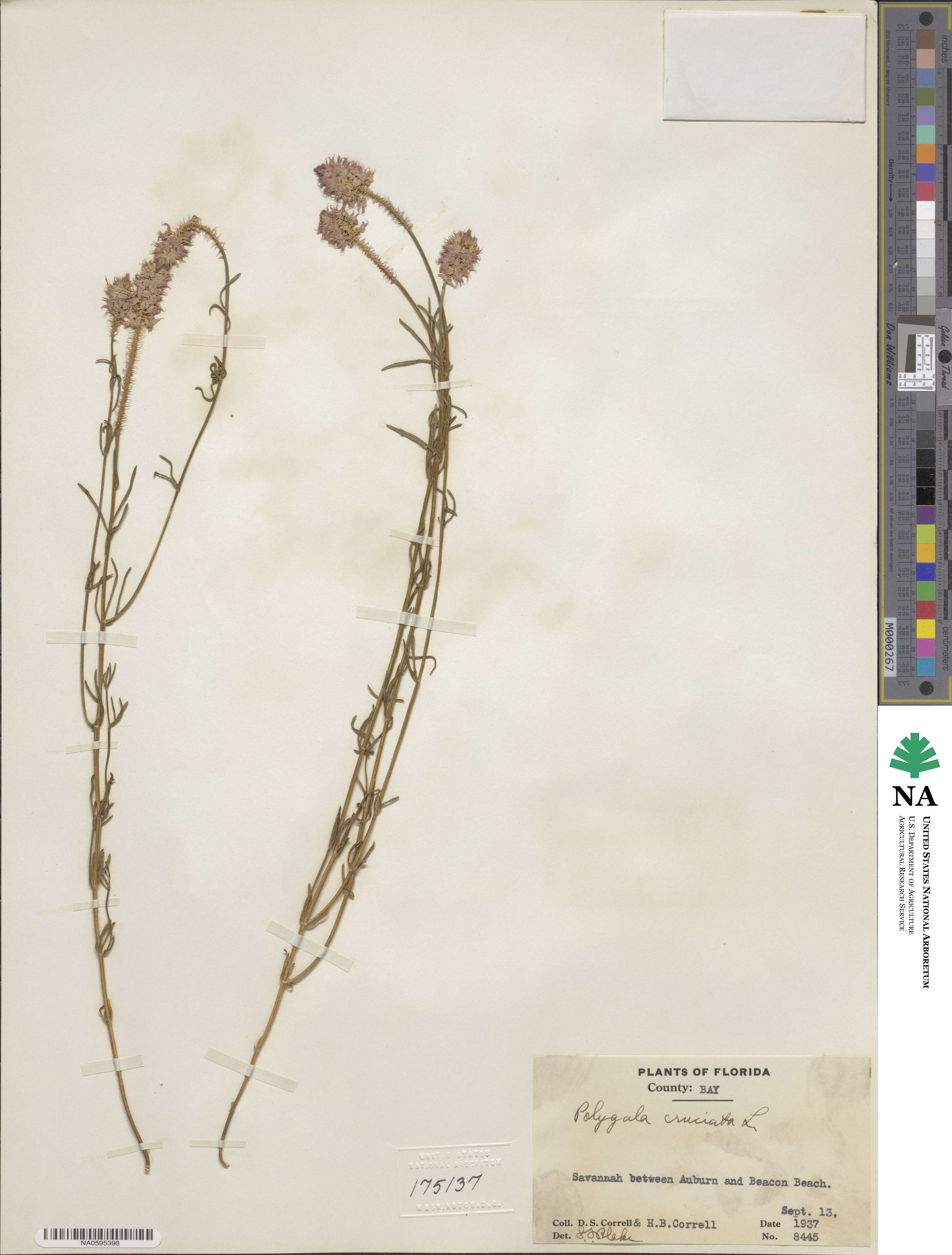 Polygala cruciata image