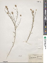 Polygala curtissii image