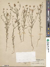 Polygala curtissii image