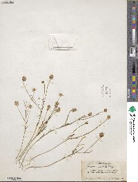 Polygala curtissii image