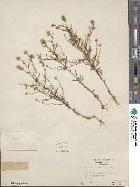 Polygala curtissii image