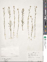Polygala curtissii image