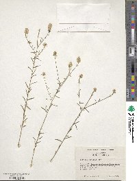 Polygala curtissii image