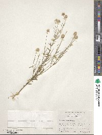 Polygala curtissii image