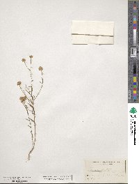 Polygala curtissii image