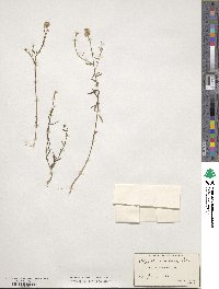 Polygala curtissii image