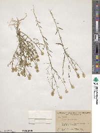 Polygala curtissii image