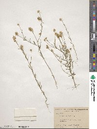 Polygala curtissii image