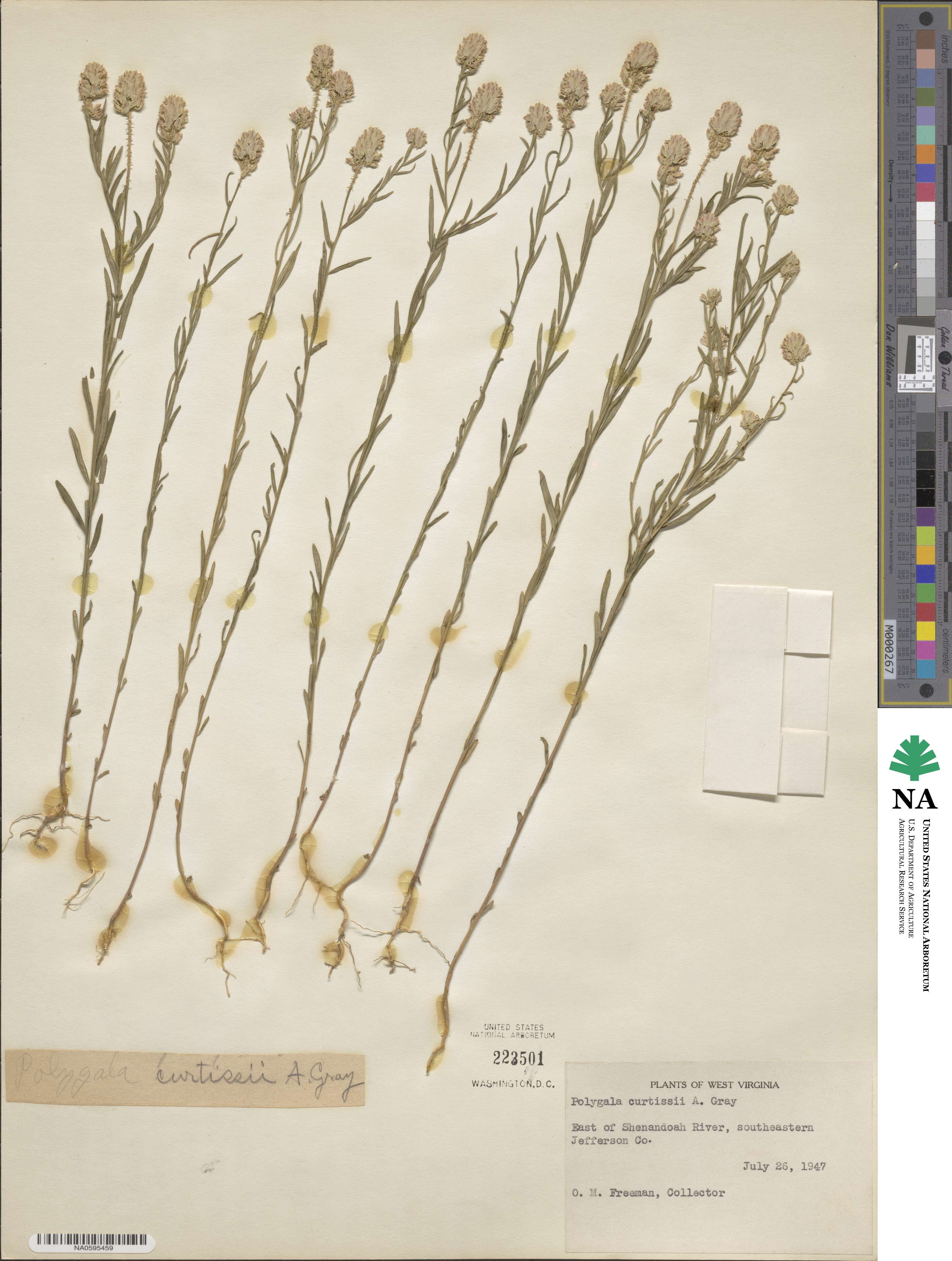 Polygala curtissii image