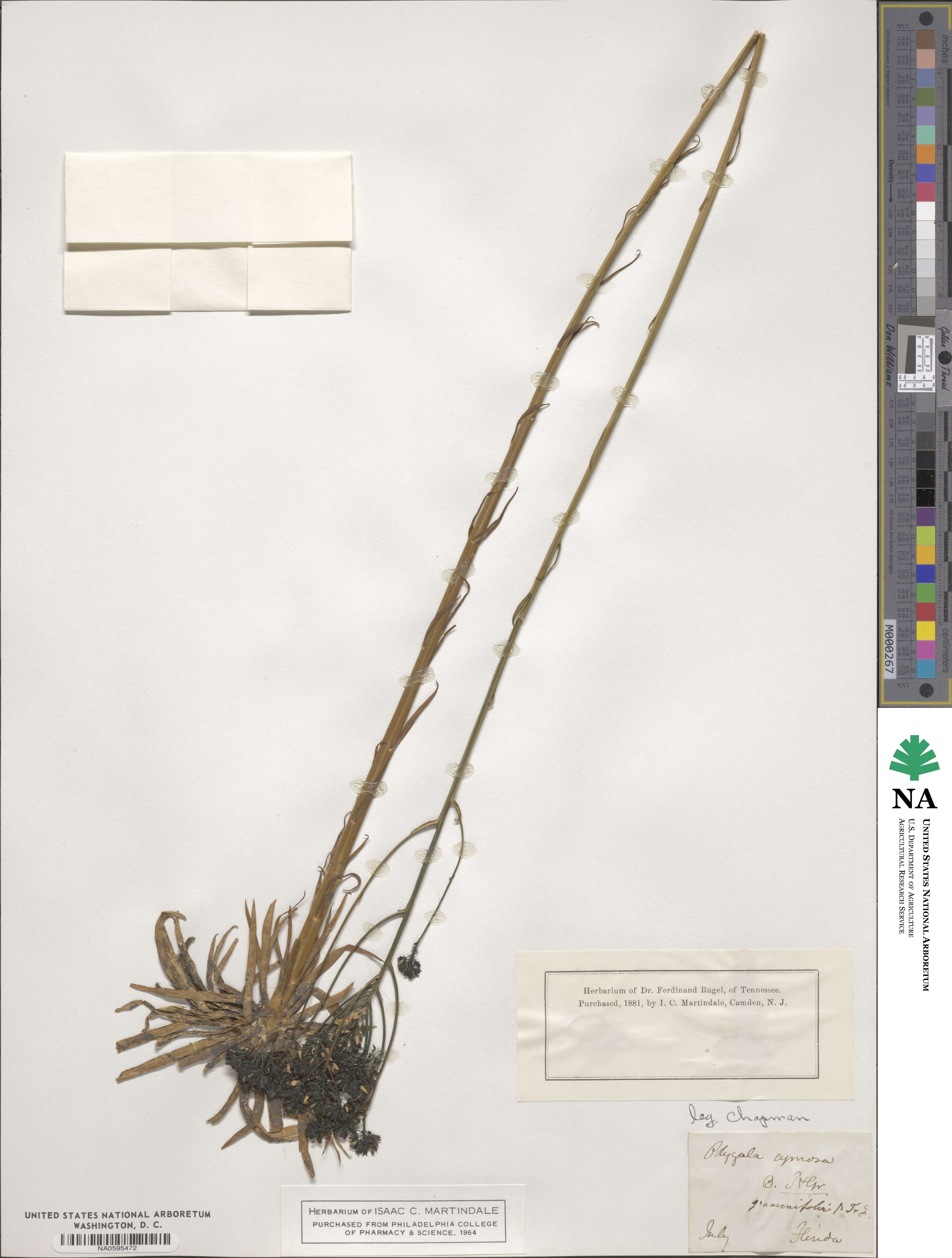 Polygala image