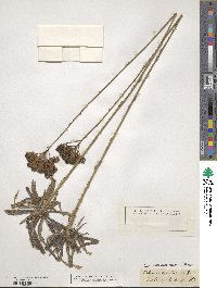 Polygala cymosa image