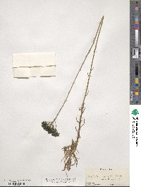Polygala cymosa image
