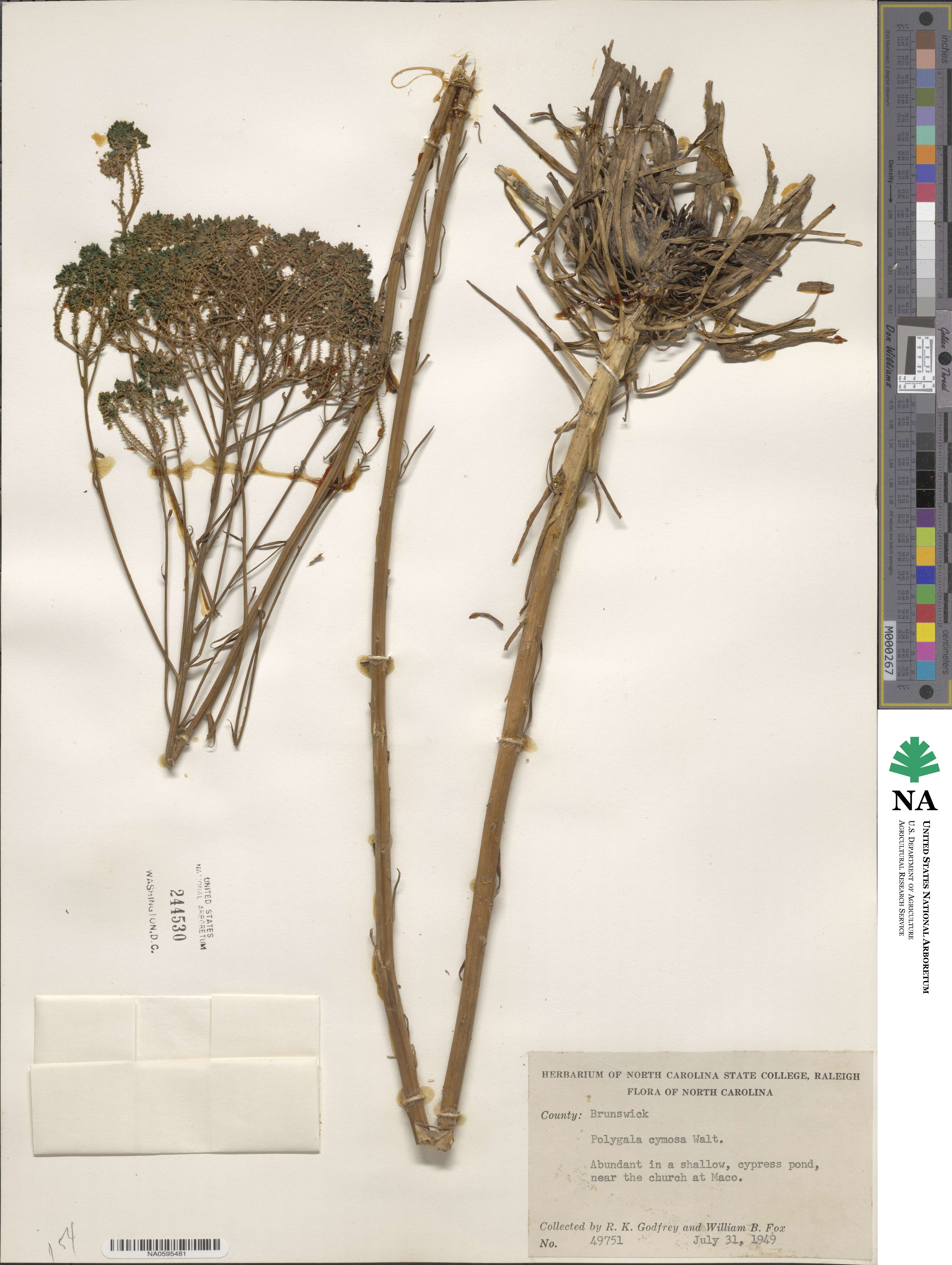 Polygala cymosa image