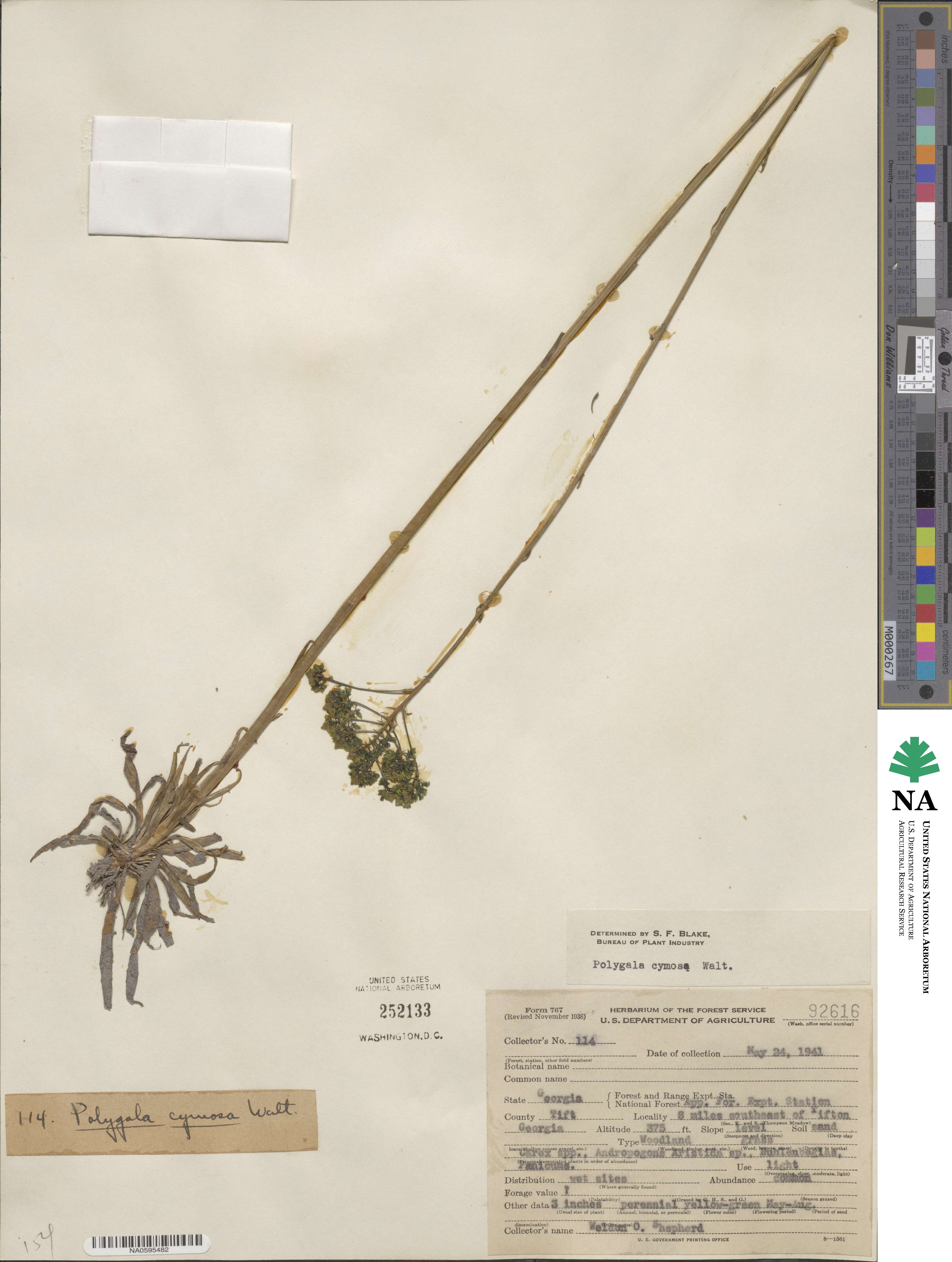 Polygala cymosa image
