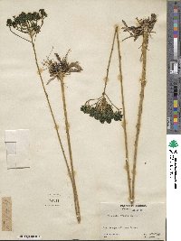 Polygala cymosa image