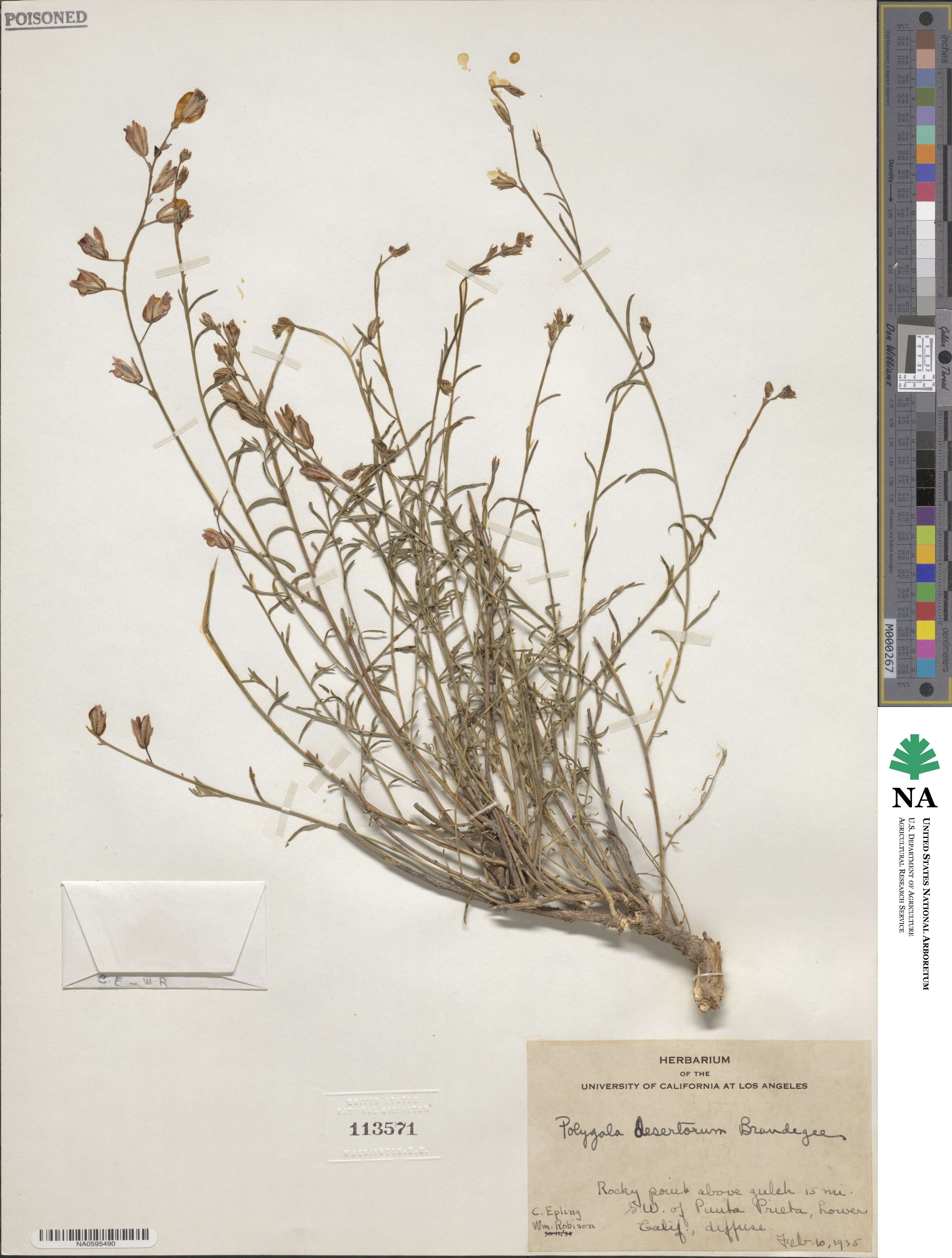 Rhinotropis desertorum image