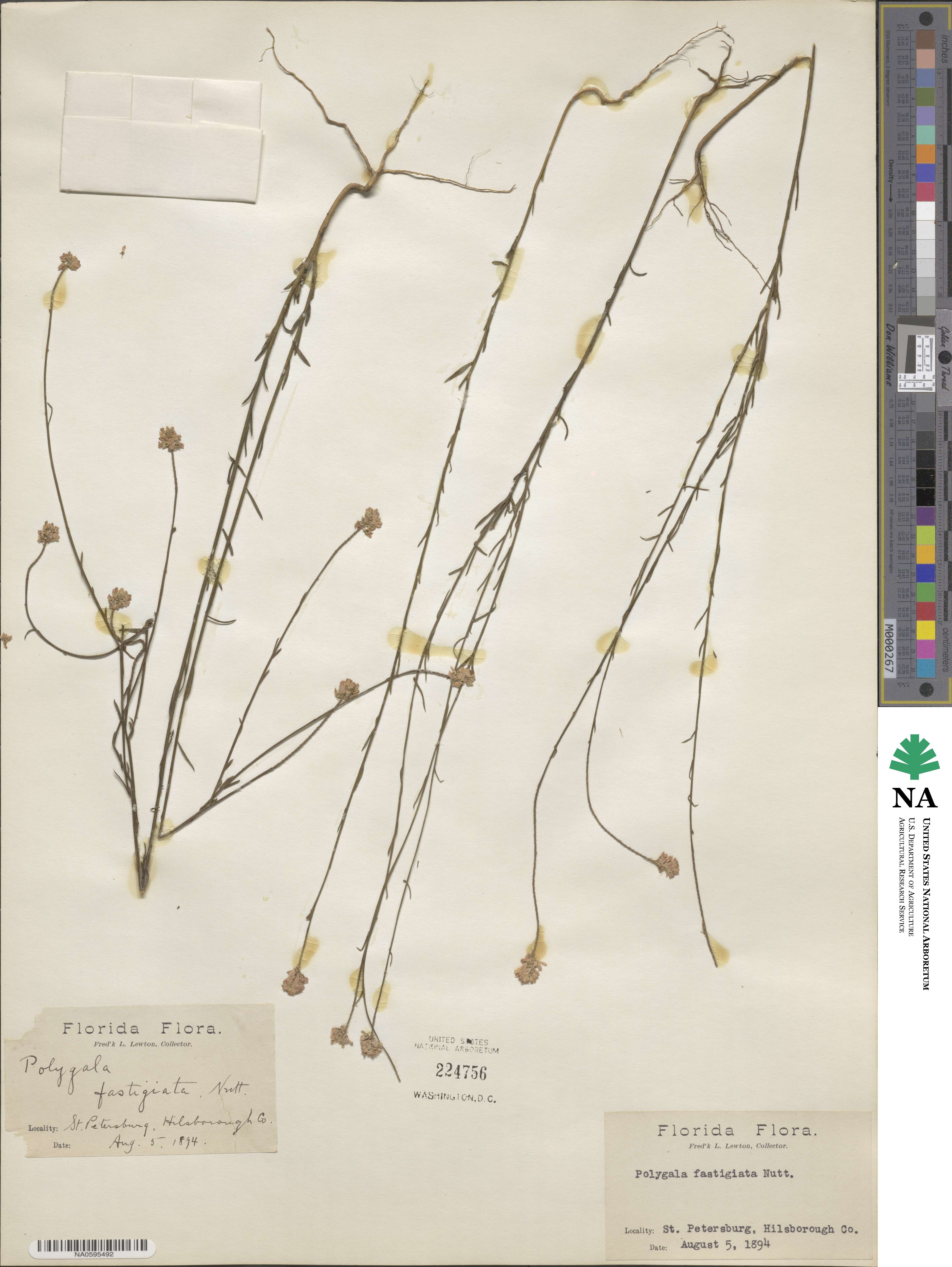 Polygala cruciata subsp. cruciata image