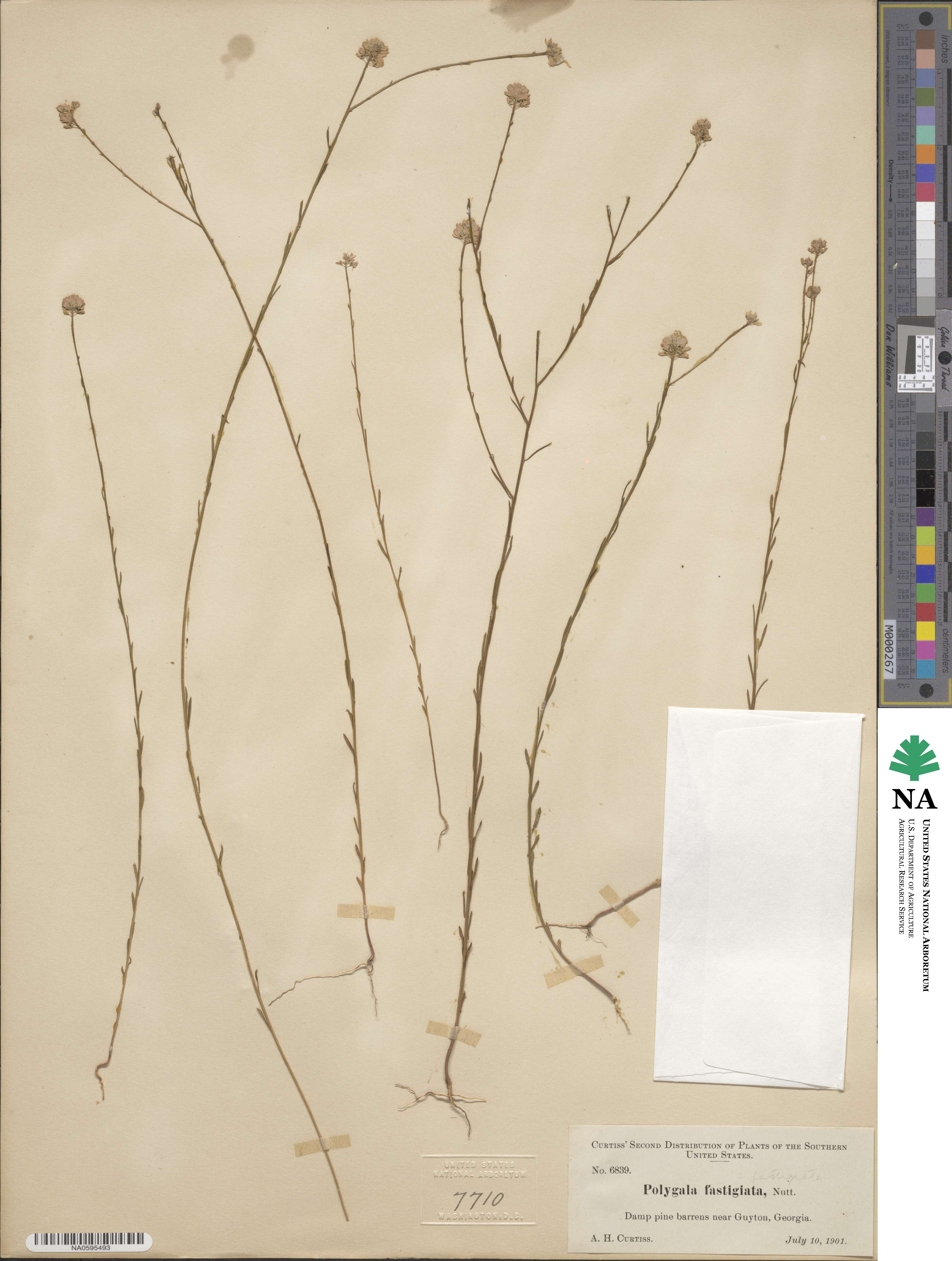 Polygala cruciata subsp. cruciata image
