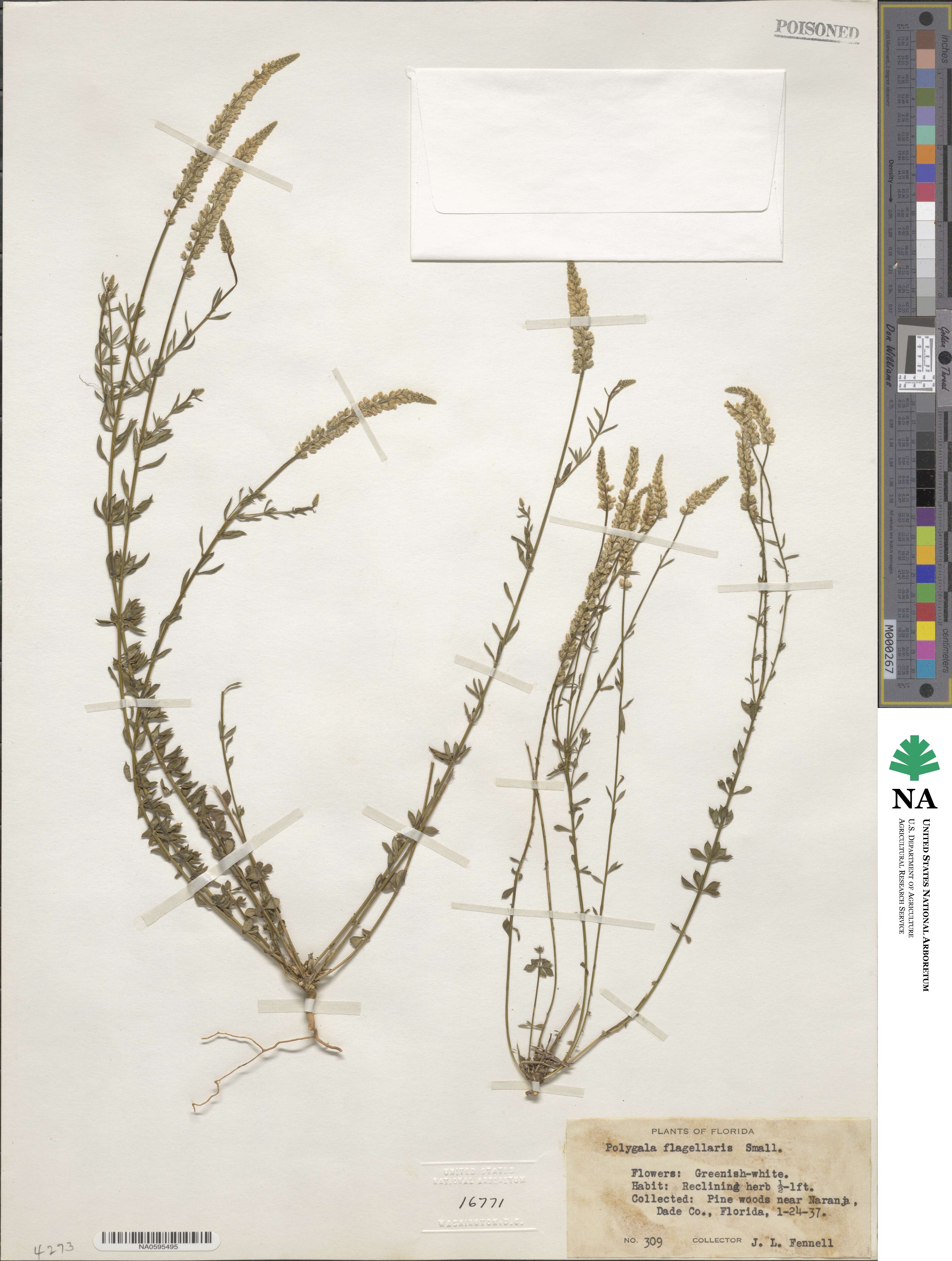 Polygala boykinii var. sparsifolia image