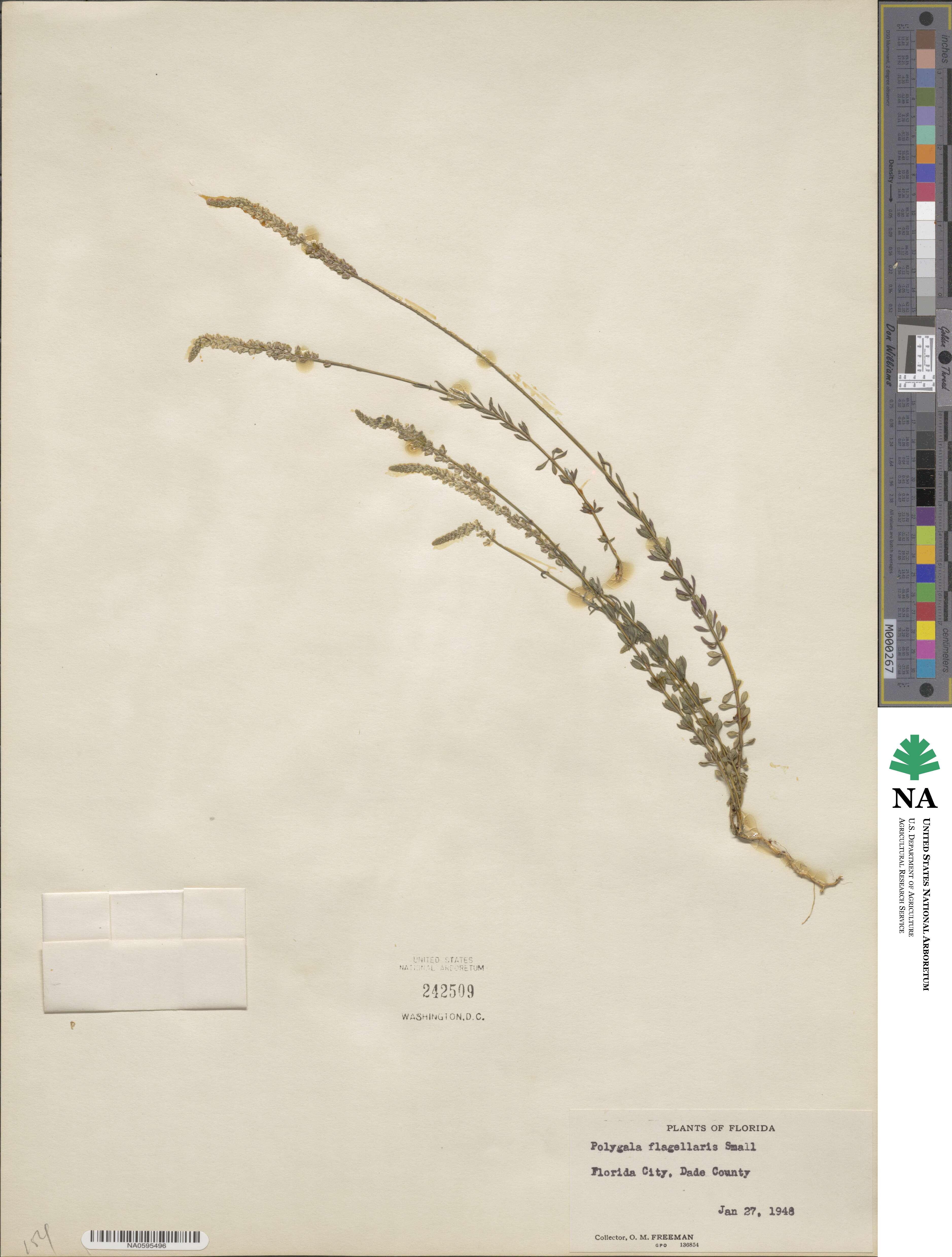 Polygala boykinii image