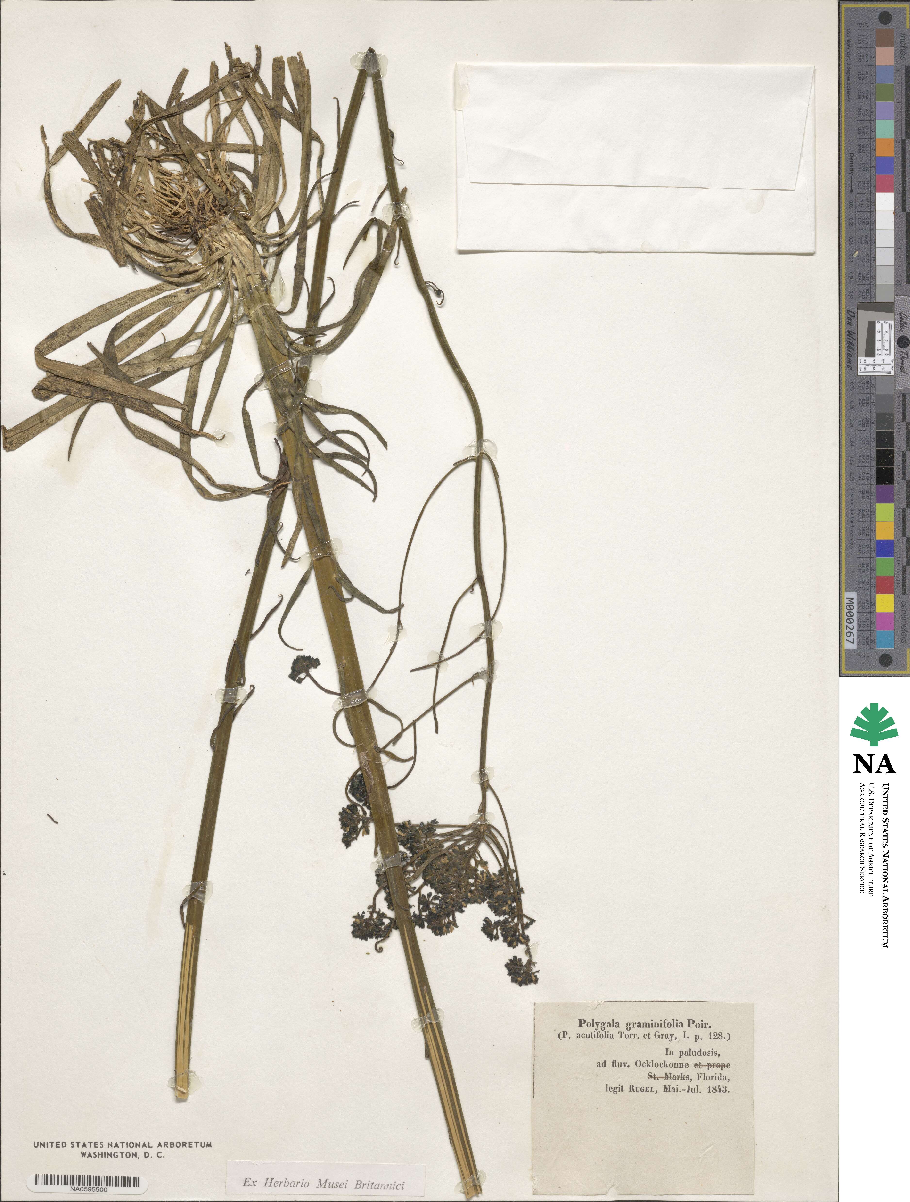 Polygala cymosa image