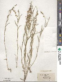 Polygala grandiflora image