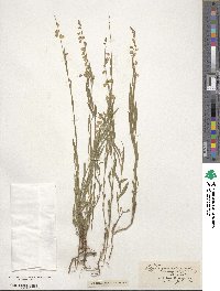 Polygala grandiflora image