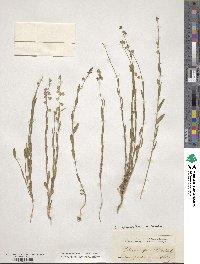 Polygala grandiflora image