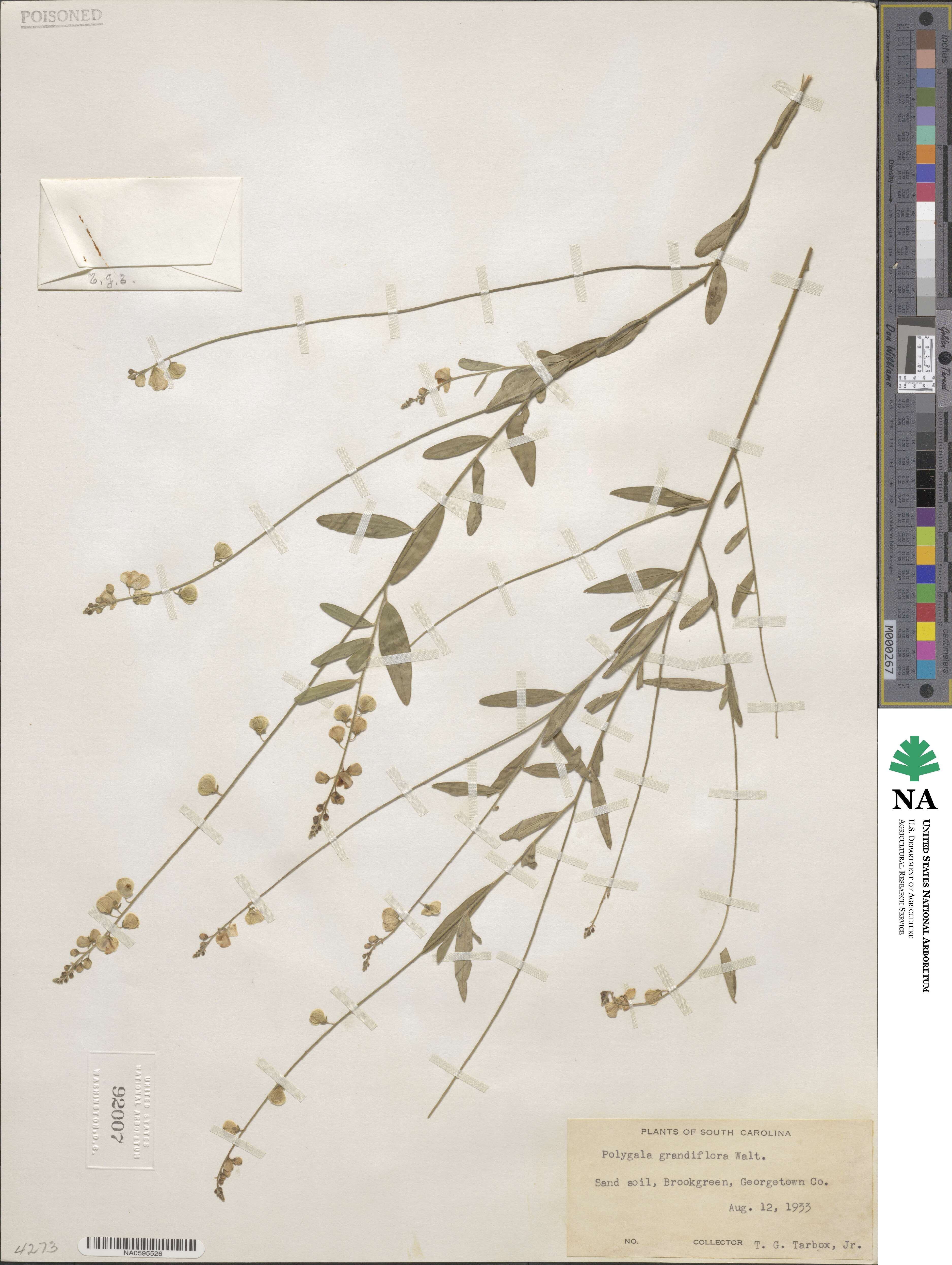 Polygala grandiflora image