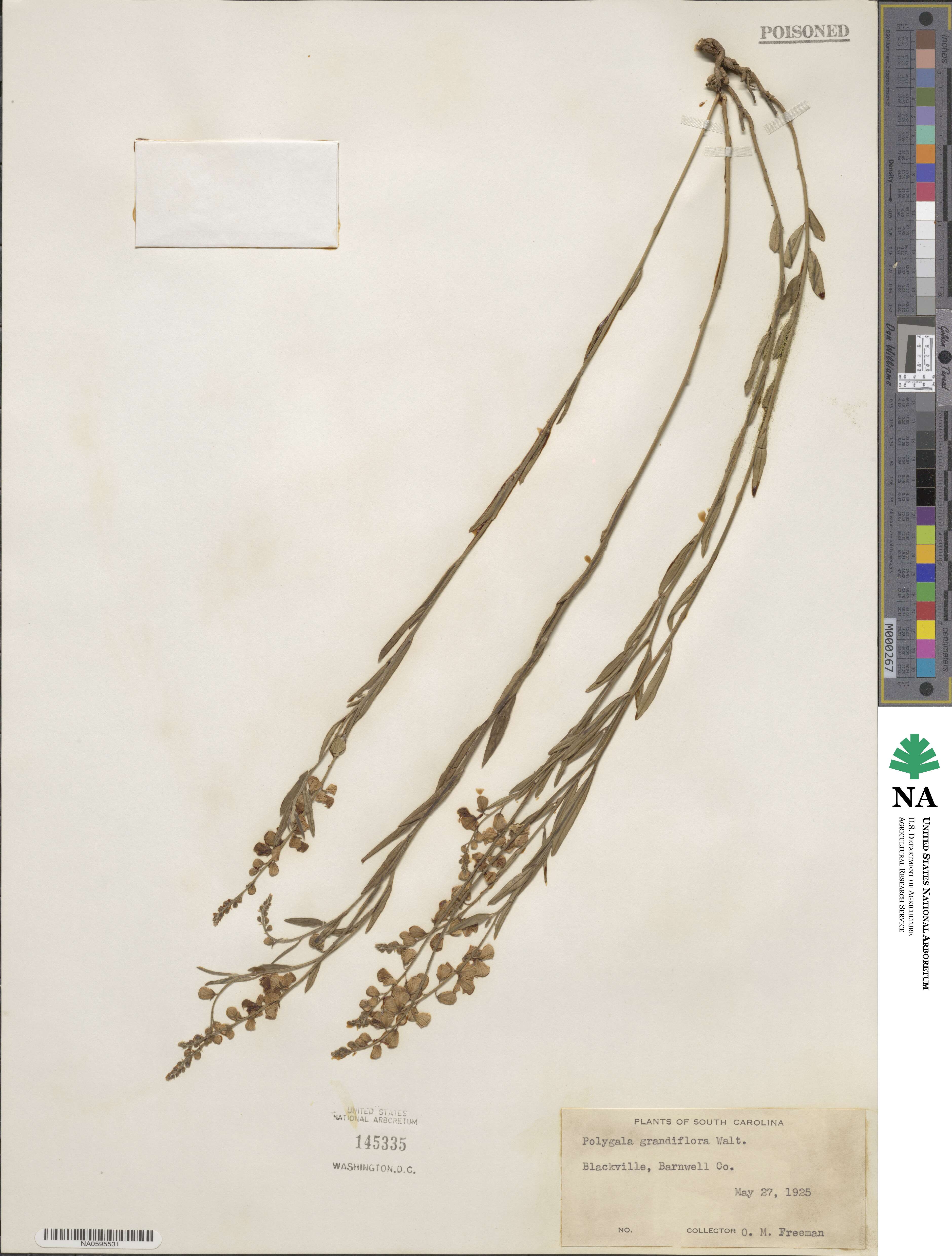 Polygala grandiflora image