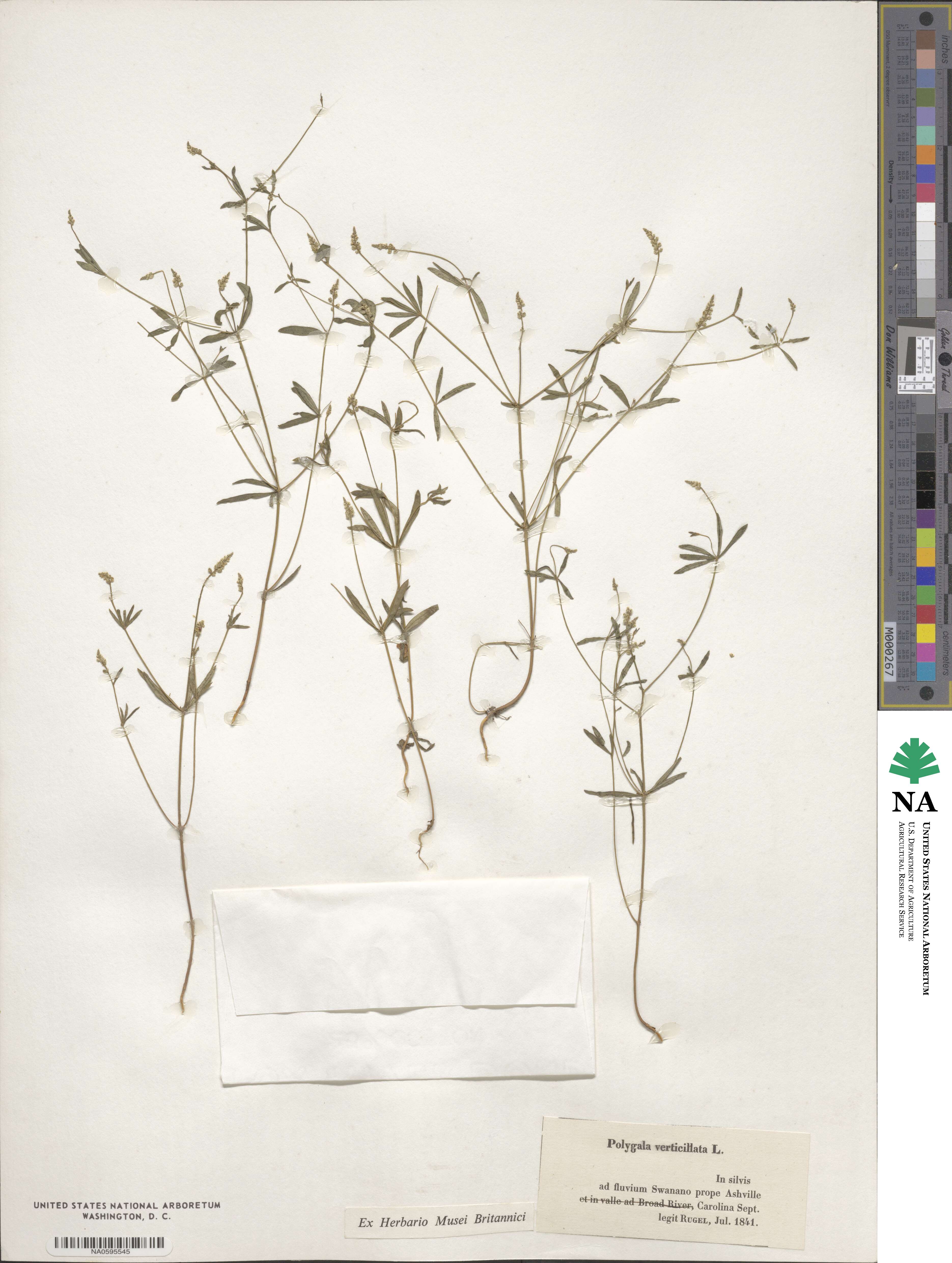 Polygala verticillata image