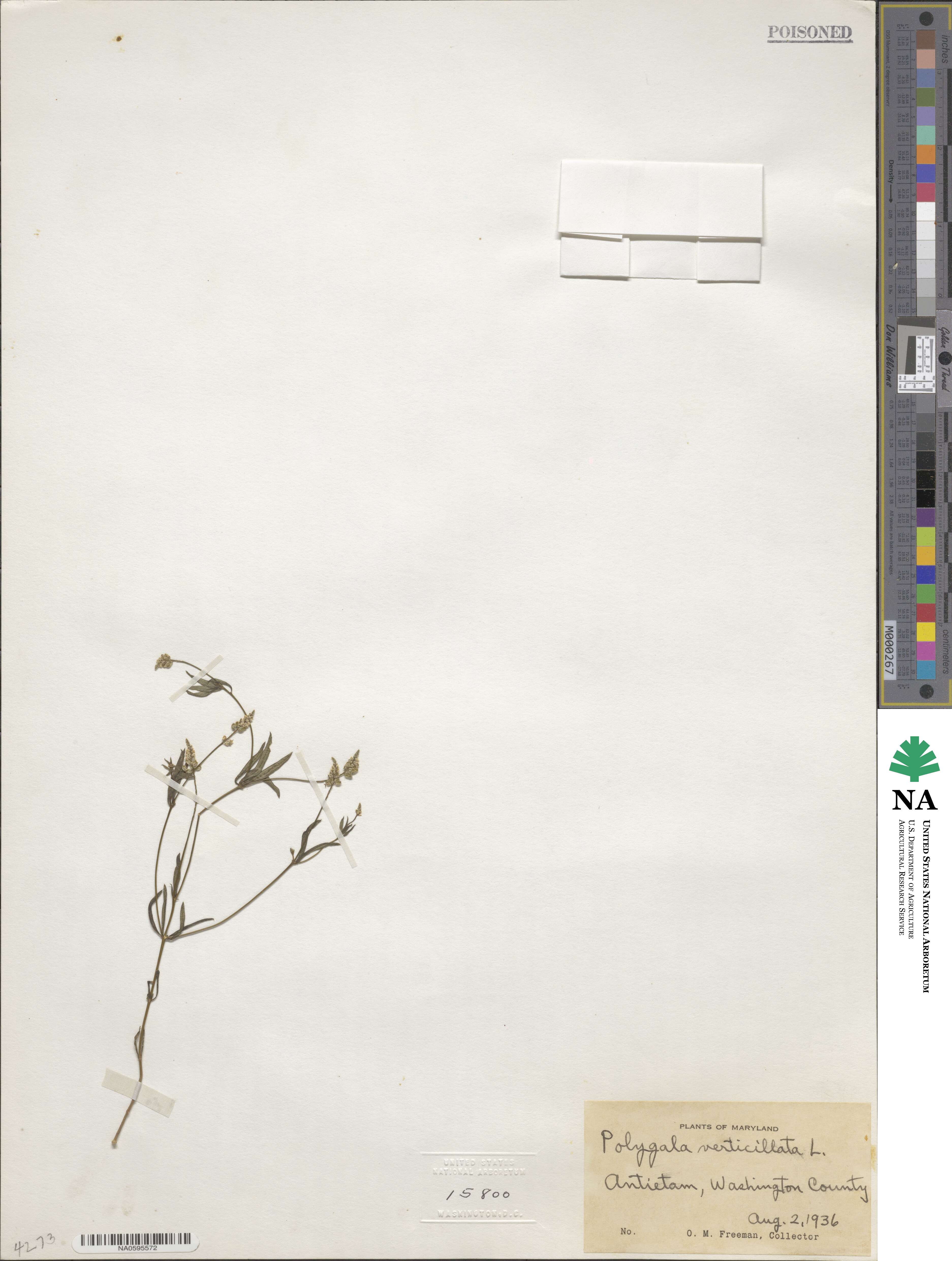 Polygala verticillata image
