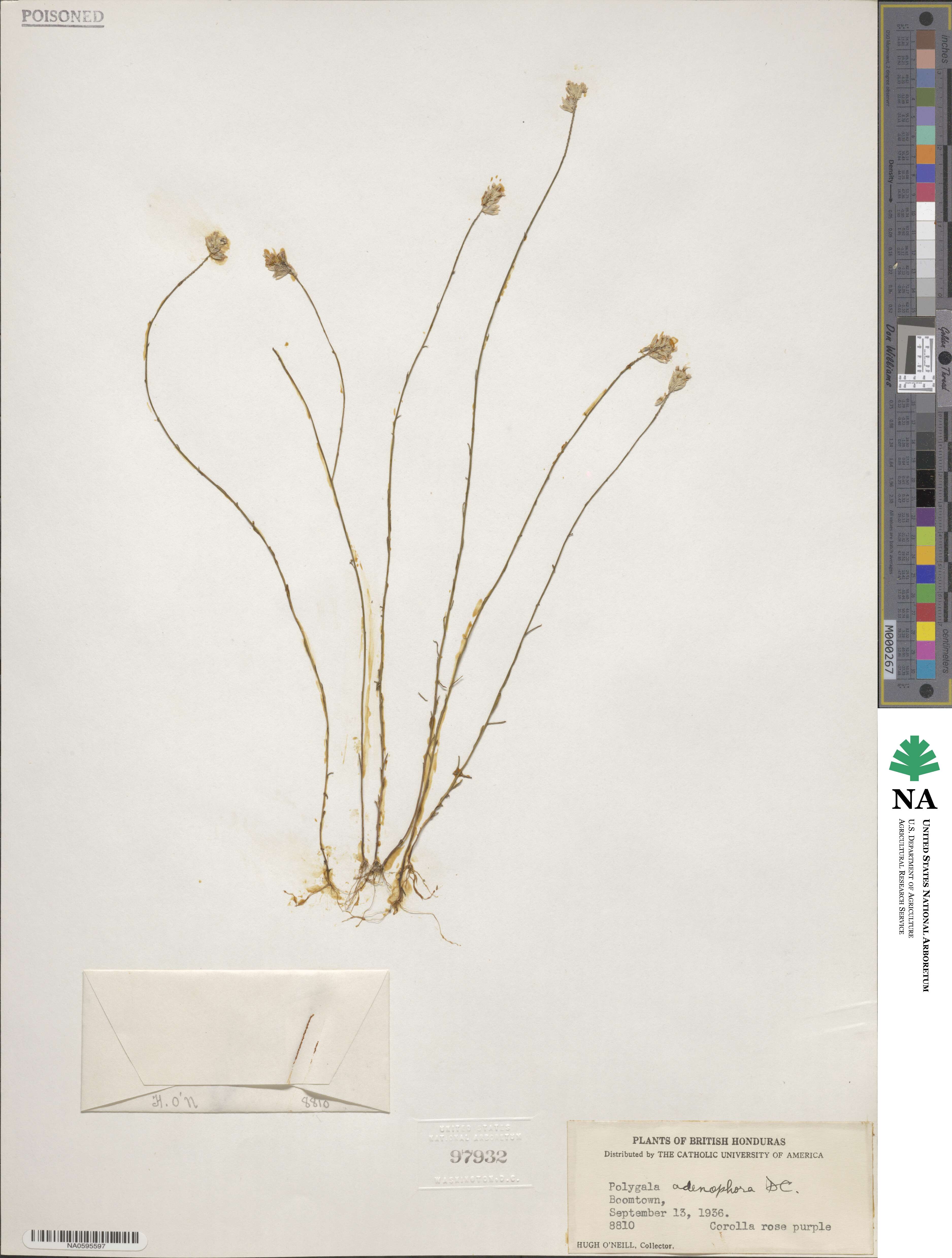 Polygala adenophora image